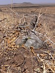 Momordica rostrata Marsabit Gof Choba GPS170 Kenya 2012_PV0661.jpg